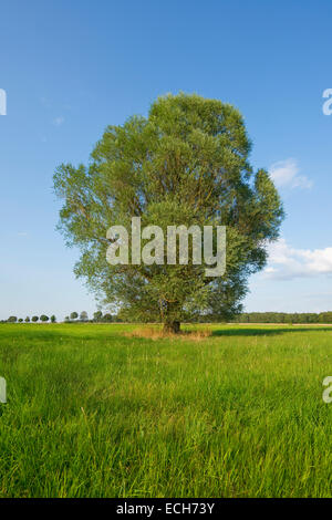 Solitary crack willow (Salix fragilis), Lower Saxony, Germany Stock Photo