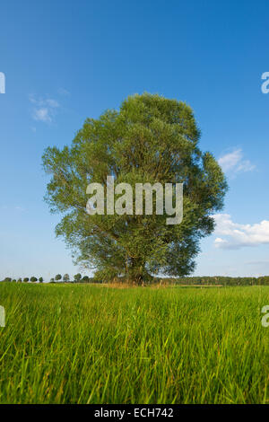 Solitary crack willow (Salix fragilis), Lower Saxony, Germany Stock Photo