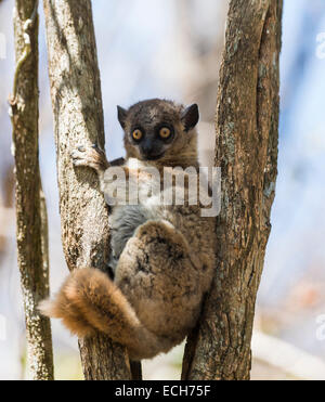 Red-tailed Sportive Lemur (Lepilemur ruficaudatus), Zombitse-Vohibasia National Park, Madagascar Stock Photo