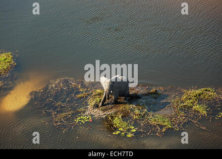 African Elephants (Loxodonta africana), bull, feeding in a freshwater marsh, aerial view, Okavango Delta, Botswana Stock Photo