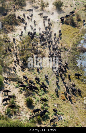 Cape Buffaloes (Syncerus caffer caffer), roaming herd in a freshwater marsh, Okavango Delta, Botswana Stock Photo