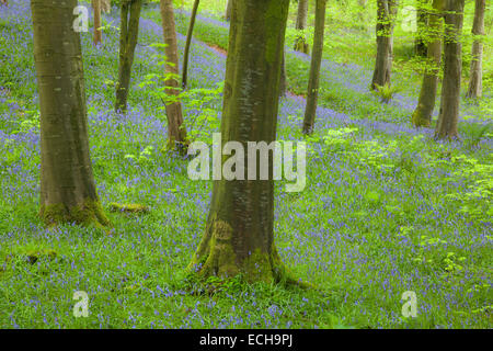 Bluebells and beech woodland, Portglenone Forest, County Antrim, Northern Ireland. Stock Photo