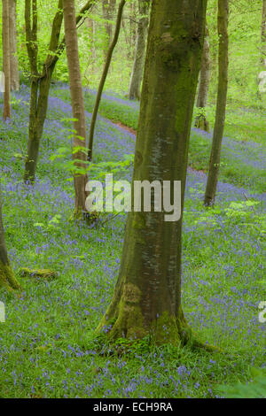 Bluebells and beech woodland, Portglenone Forest, County Antrim, Northern Ireland. Stock Photo