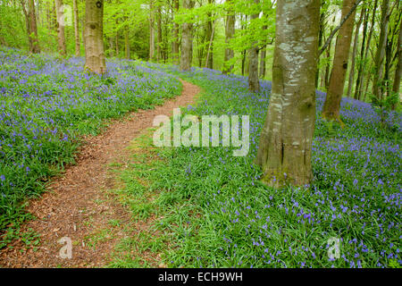 Footpath through bluebells and beech woodland, Portglenone Forest, County Antrim, Northern Ireland. Stock Photo