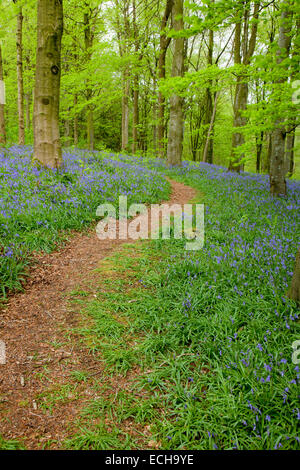 Footpath through bluebells and beech woodland, Portglenone Forest, County Antrim, Northern Ireland. Stock Photo