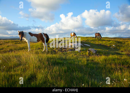 Ponies grazing in a meadow, County Donegal, Ireland. Stock Photo