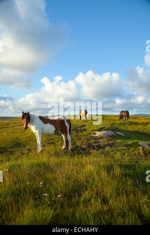 Ponies grazing in a meadow, County Donegal, Ireland. Stock Photo