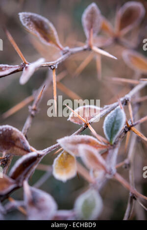 Spiky Berberis branch edged in frost on a chilly winter morning. A sharp frost in more than one way. Stock Photo
