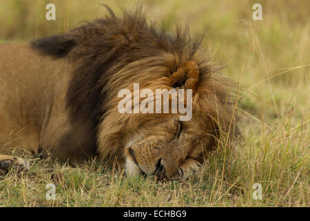 lion sleeping safari masai mara kenya Stock Photo