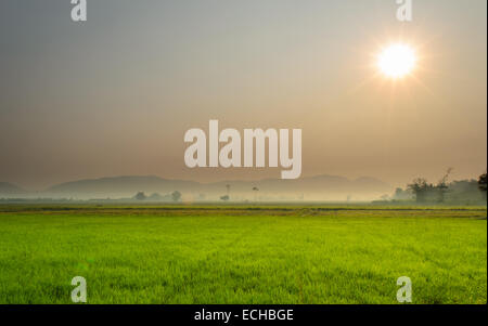 The Landscape of Rice Field and Sunrise Dawn. Stock Photo