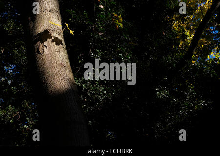 Two new leaves growing out of a tree trunk back lit by the sun creating shadows. Stock Photo