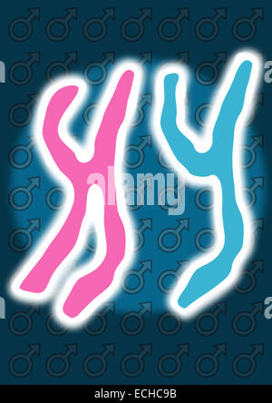 XY Chromosome (Male Stock Photo - Alamy