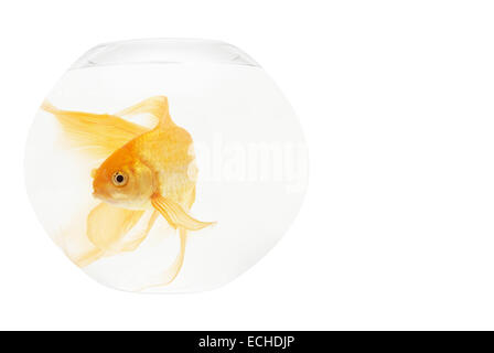 A golden fish in aquarium isolated on white. Stock Photo