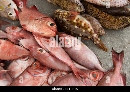 Mauritius, Mahebourg, freshly caught reef fish red snappers on roadside stall Stock Photo