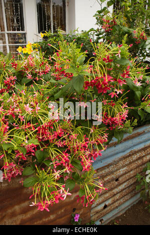 Mauritius, Mahebourg, flora red and pink ixora flowers planted as hedge plant Stock Photo