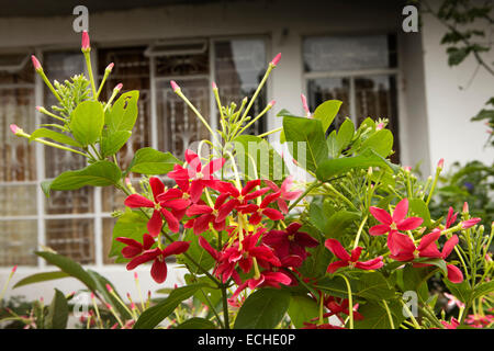 Mauritius, Mahebourg, flora red and pink ixora flowers planted as hedge plant Stock Photo