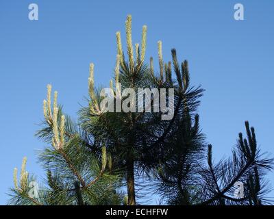 the pine top on background of blue sky Stock Photo