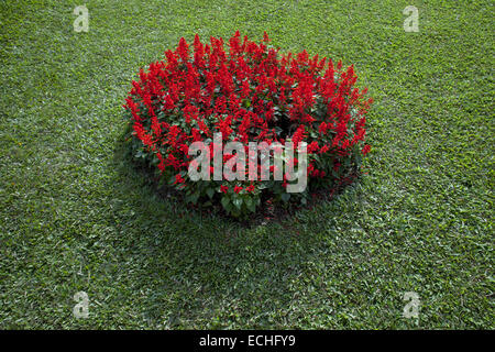 Dhaka, Bangladesh. 15th Dec, 2014. Horticulturist made design of Bangladeshi flg using flower and grass in front of National Martyrs' Memorial on the occasion of Victory Day.Massive preparations have been taken in and around the National Mausoleum where thousands of people will gather on the Victory Day to pay homage to the Liberation War martyrs. Credit:  ZUMA Press, Inc./Alamy Live News Stock Photo