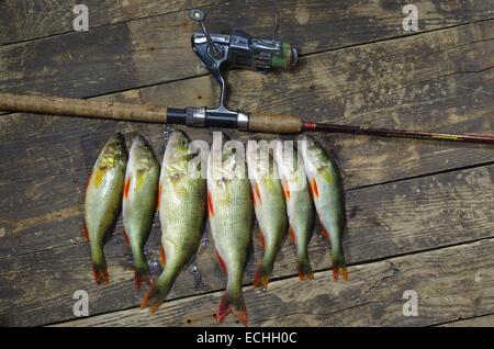 caught perches  and fishing-rod on board background Stock Photo