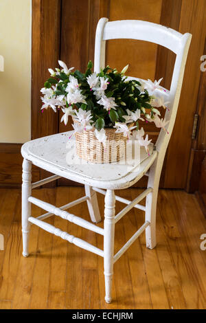 A Christmas cactus plant sitting on a rustic chair. Stock Photo