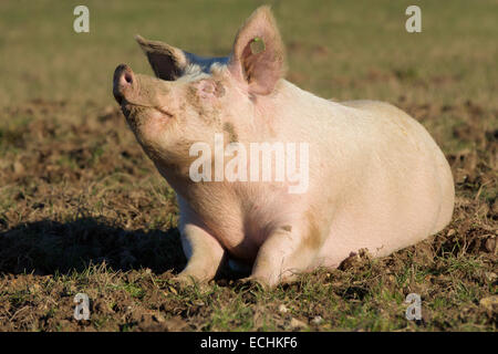 Contented Pig. Lone pink pig wallowing in a muddy field. Head and nose in the air taking in the sun. Stock Photo