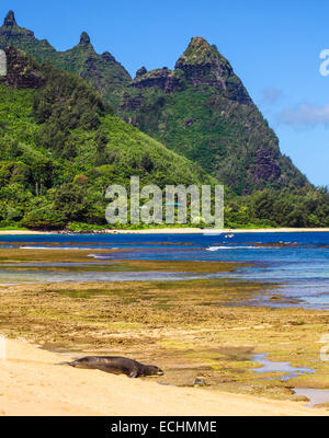 Hawaiian monk seal at Tunnels Beach on Kauai Stock Photo