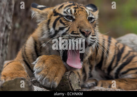 A color photograph of a Sumatran Tiger Cub just waking up. Stock Photo