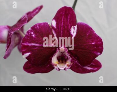 Dark red orchid on white background Stock Photo