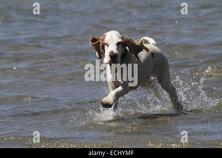 English cocker spaniel running through water Stock Photo