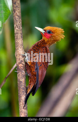 Chestnut-colored Woodpecker (Celeus castaneus) - Boca Tapada, San Carlos, Costa Rica Stock Photo