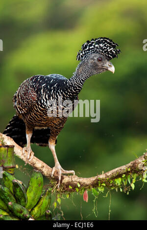 Great Curassow (Crax rubra) Juvenile - La Laguna del Lagarto Lodge - Boca Tapada, San Carlos, Costa Rica Stock Photo