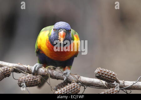 Rainbow lorikeet, trichoglossus haematodus, single adult eating from seed pods opened by fire Stock Photo