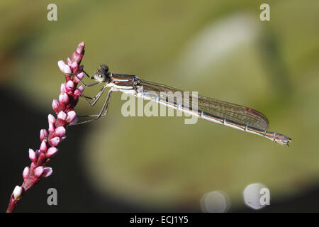 Blue Ringtail (Austrolestes annulosus Stock Photo - Alamy