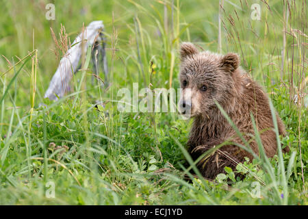 Alaskan Brown Bear cub looks over its shoulder while playing in the grass near the beach at Lake Clark National Park. Stock Photo