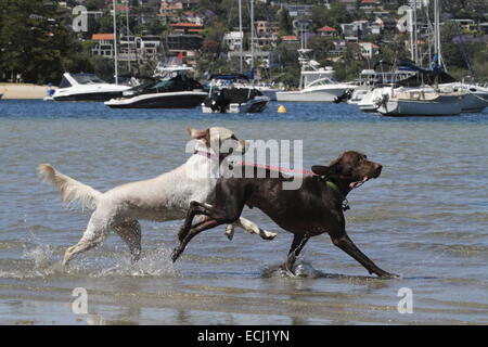 Golden retriever being led through water by a German Short-haired pointer Stock Photo