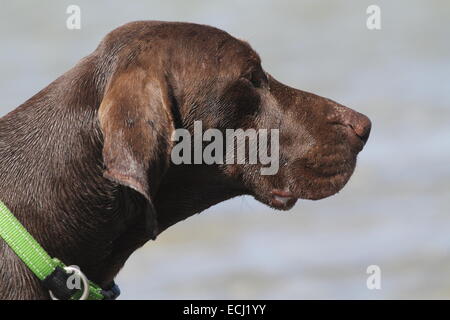 German Short-haired pointer profile Stock Photo