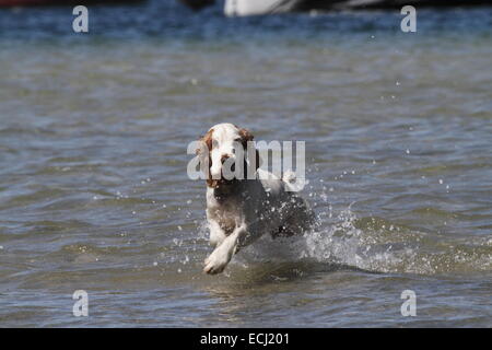 English cocker spaniel running through water Stock Photo