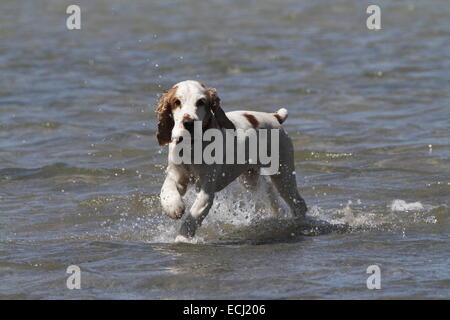 English cocker spaniel running through water Stock Photo
