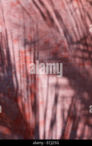 Palm tree shadows abstract background on textured red wall Stock Photo