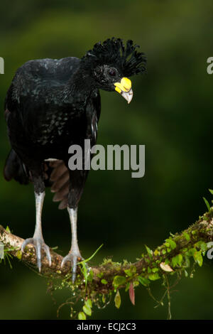 Great Curassow (Crax rubra) Male - La Laguna del Lagarto Lodge - Boca Tapada, San Carlos, Costa Rica Stock Photo