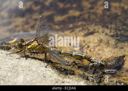 Tau Emerald Hemicordulia tau emerging from pupa Stock Photo