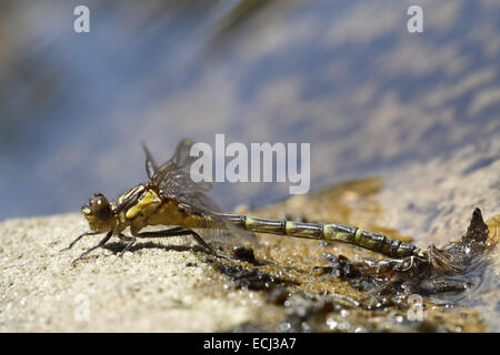 Tau Emerald Hemicordulia tau emerging from pupa Stock Photo