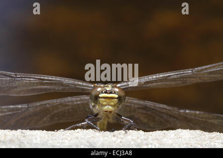 Tau Emerald dragonfly Hemicordulia tau Stock Photo