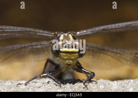 Tau Emerald dragonfly Hemicordulia tau Stock Photo