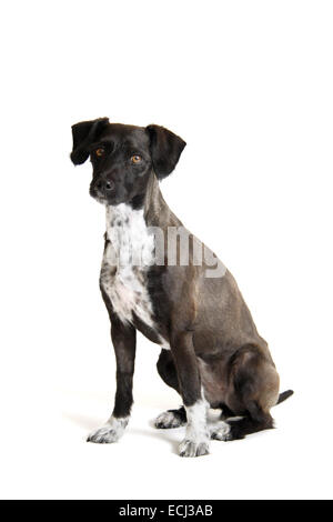Jack Russell miniature poodle cross, shaved, against a white background prepared for cut-out. Stock Photo