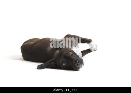 Jack Russell miniature poodle cross, shaved, against a white background prepared for cut-out. Stock Photo
