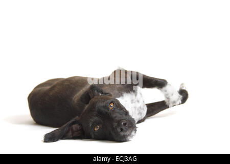 Jack Russell miniature poodle cross, shaved, against a white background prepared for cut-out. Stock Photo