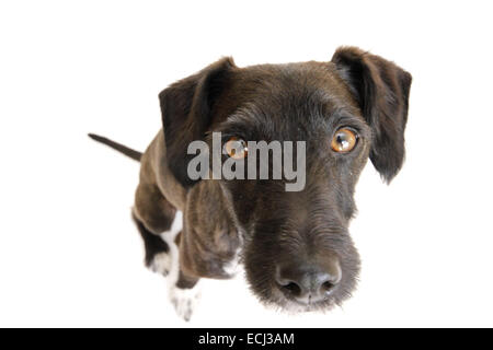 Jack Russell miniature poodle cross, shaved, against a white background prepared for cut-out. Stock Photo