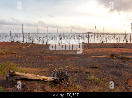 Sunrise at Matu Island: trunks and roots as last remains of the submerged rainforest in Lake Brokopondo, Suriname Stock Photo