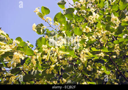 blossoming summer linden tree (lime tree) medical blossoms on branches